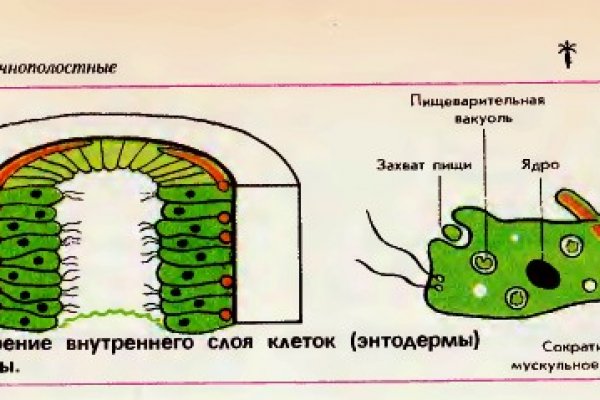 Как вывести деньги с кракена