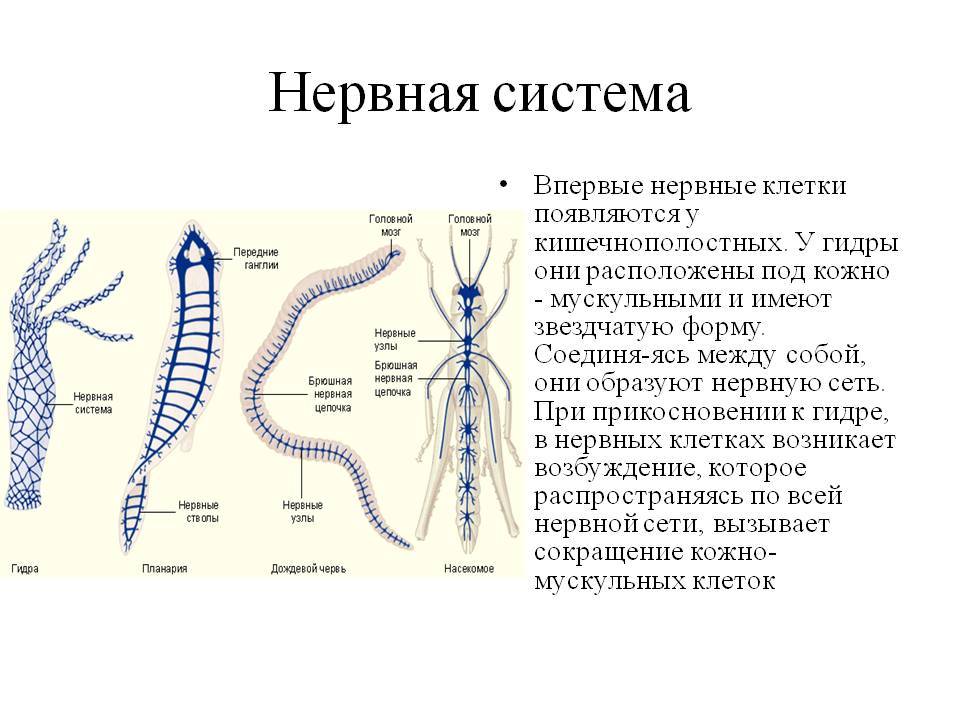 Зеркало kraken тор ссылка рабочее